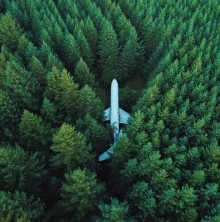 Plane into the forest